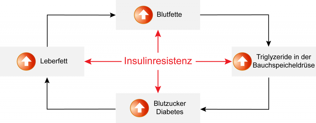 Insulinresistenz begünstigt erhöhten Blutzucker, Leberfette, Blutfette und Triglyzeride in der Bauchspeicheldrüse. Ein Teufelskreis, der Diabetes auslösen kann.