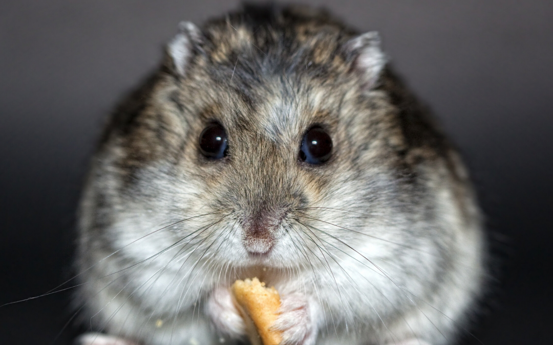 Vorratsschrank MindCarb